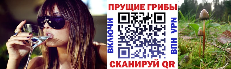 где купить наркоту  Советская Гавань  Галлюциногенные грибы Magic Shrooms 